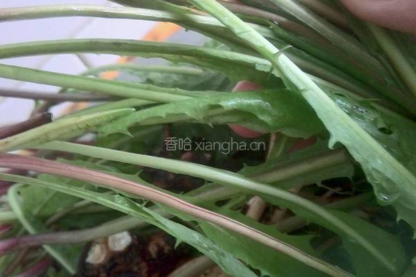 蒲公英陷菜饼子的做法图解1