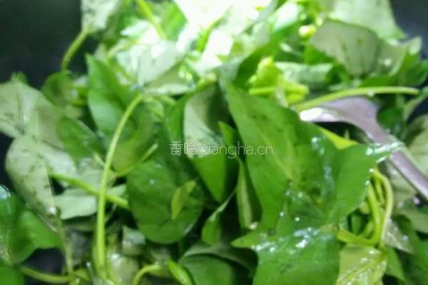 蒜茸红薯叶的做法图解5