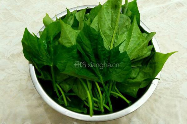 白灼红薯叶的做法图解2
