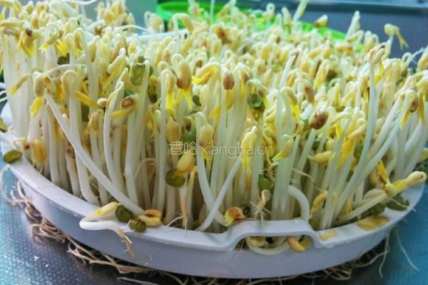 自发绿豆芽炒韭苔的做法图解2