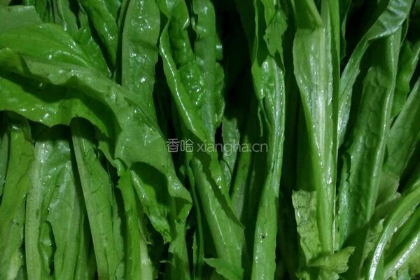 蒜香蚝汁油麦菜的做法图解2
