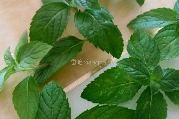 薄荷茶的做法图解1