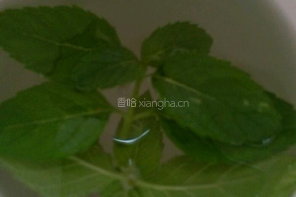 薄荷茶的做法图解2