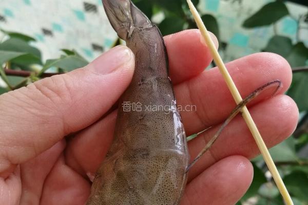 香辣串串虾的做法图解2