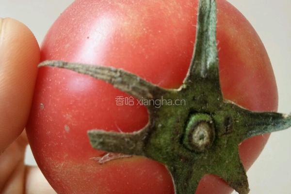 鲜榨果汁水蜜桃的做法图解3