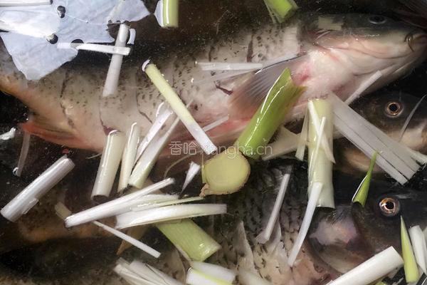 黄河糖醋鲤的做法图解3