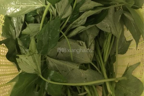 蒜香红薯叶的做法图解4