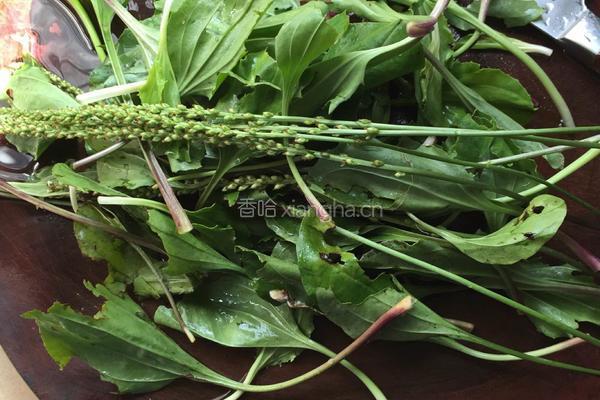 田基黄凉茶煲的做法图解4