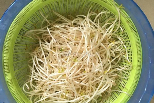 清炒绿豆芽的做法图解2