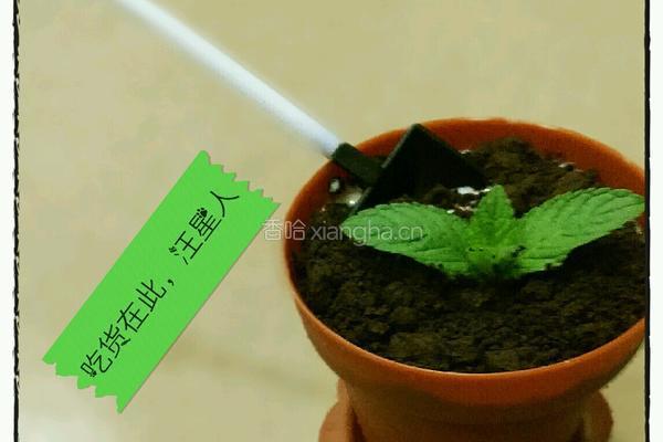 自制酸奶盆栽