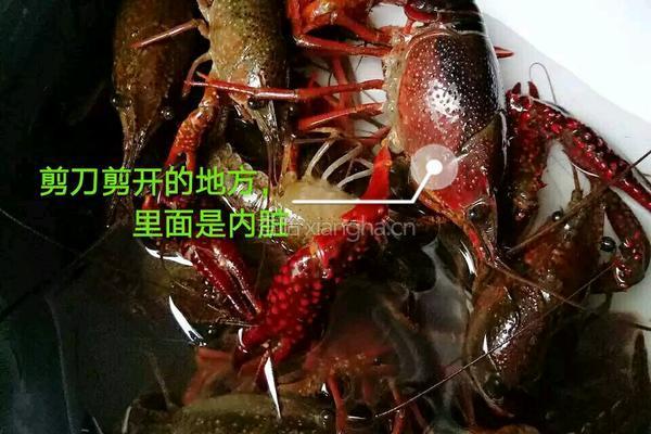 十三香小龙虾的做法图解1