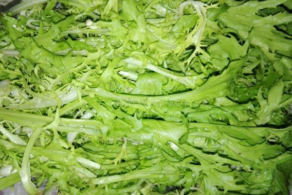 苦菊菜盒的做法图解2