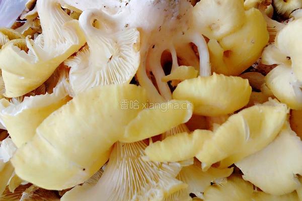 榆黄菇炒鸡蛋的做法图解1