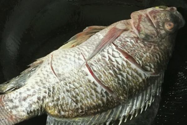 糟辣子渎鱼的做法图解3