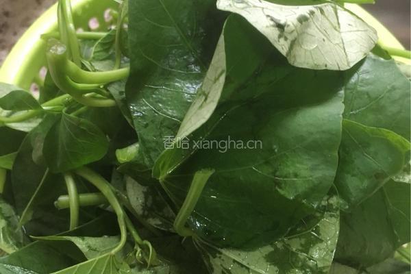 蒜蓉炒番薯叶的做法图解1