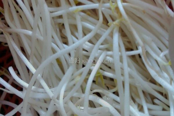 绿豆芽炒香菜的做法图解1