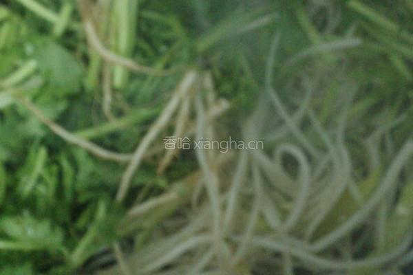 绿豆芽炒香菜的做法图解5