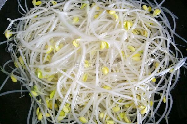 凉拌绿豆芽菜的做法图解2