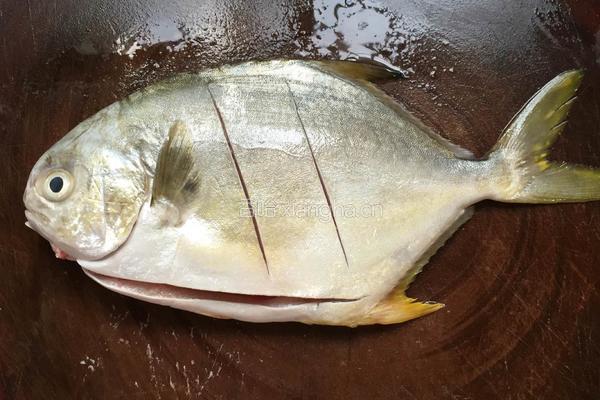 彩椒焖仓鱼的做法图解1