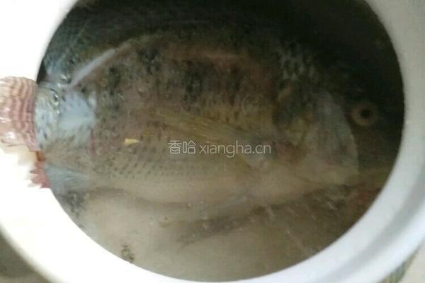 罗非鱼汤的做法图解3