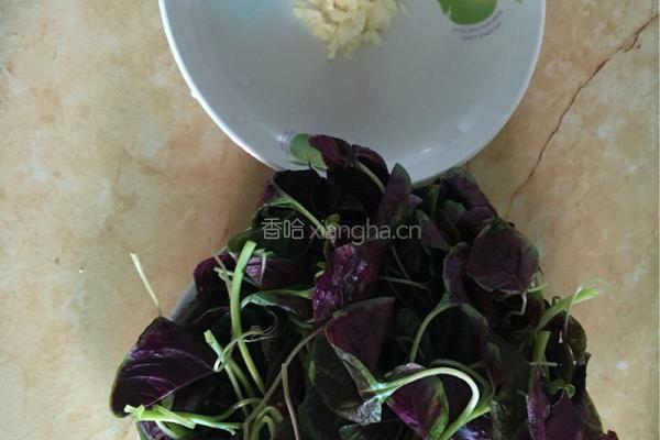 蒜蓉炒笕菜的做法图解1