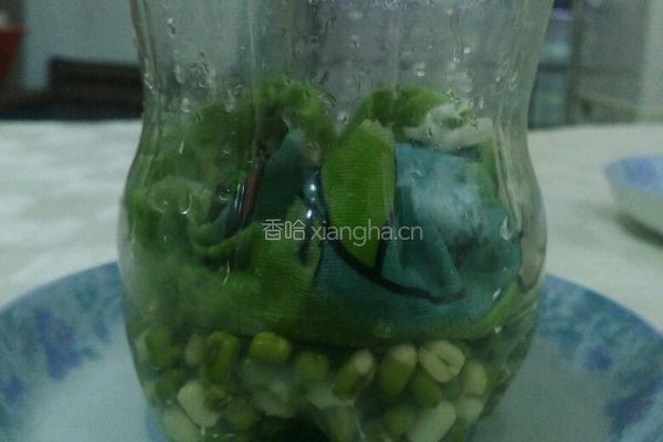 自制豆芽的做法图解5