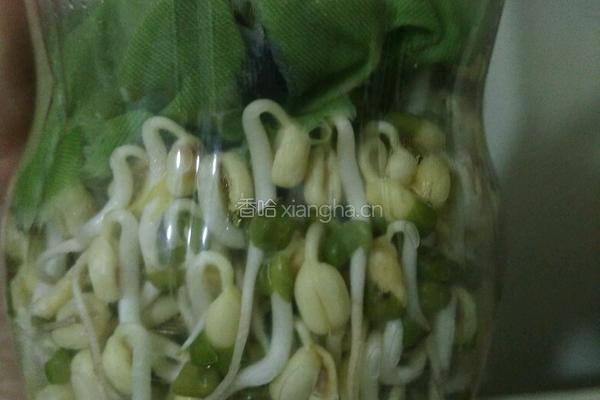 自制豆芽的做法图解8