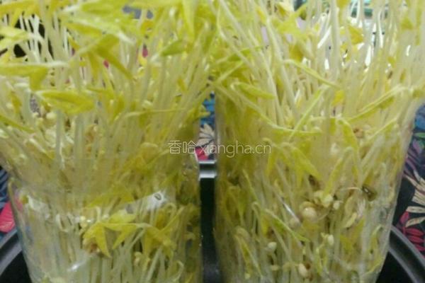 自制豆芽的做法图解10