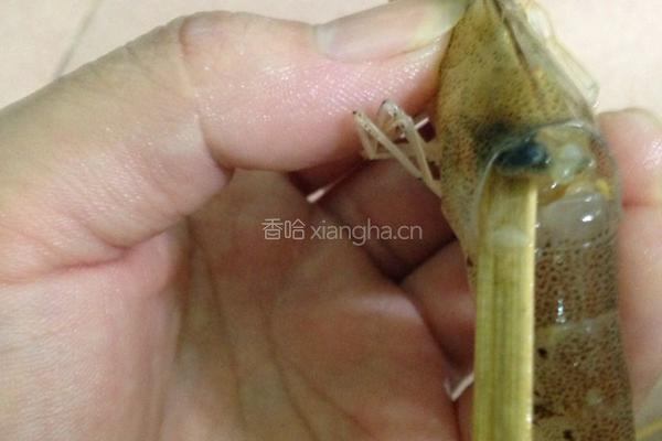 白灼虾的做法图解4