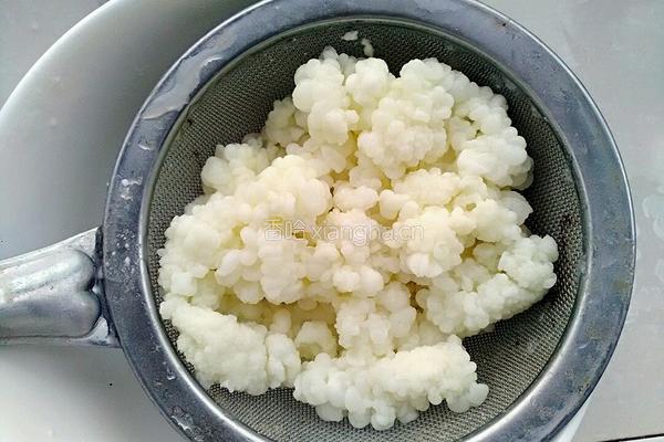 雪莲菌酸奶的做法图解8