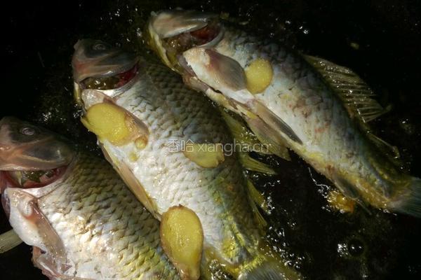 肉片鲫鱼汤的做法图解5