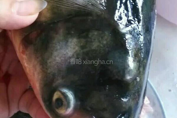 清蒸鱼头的做法图解1