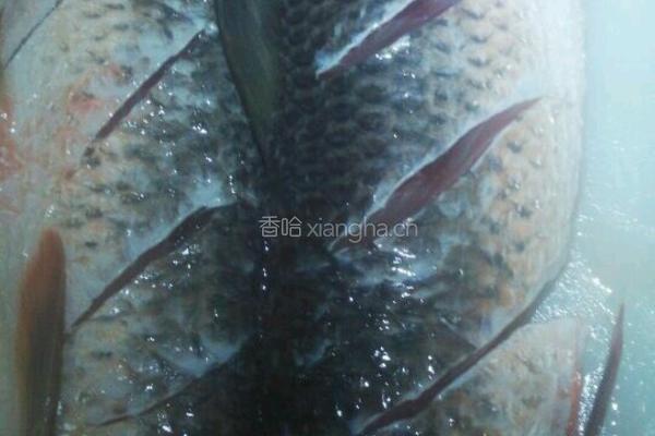 清蒸野鲮的做法图解2