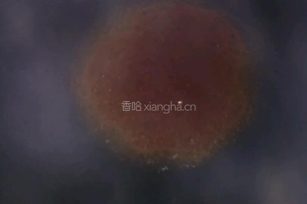 四季豆烧排骨的做法图解6