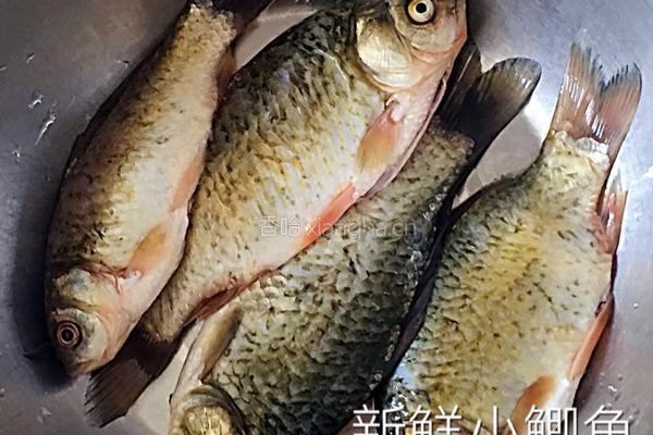 【白萝卜丝鲫鱼汤】的做法图解1