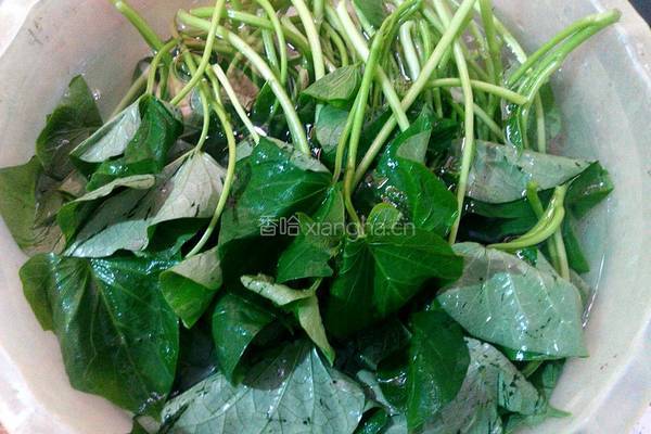 蒜香豆鼓炒红薯叶的做法图解1