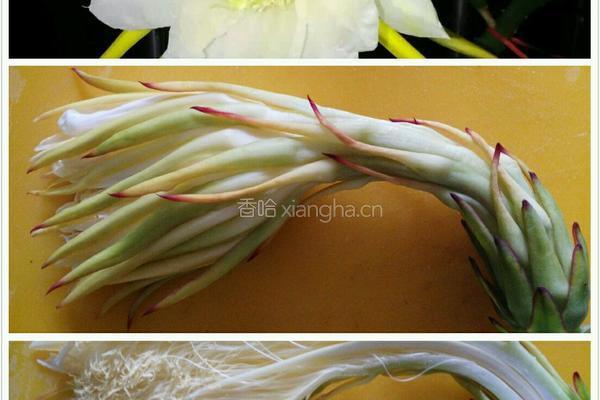 霸王花排骨汤的做法图解1