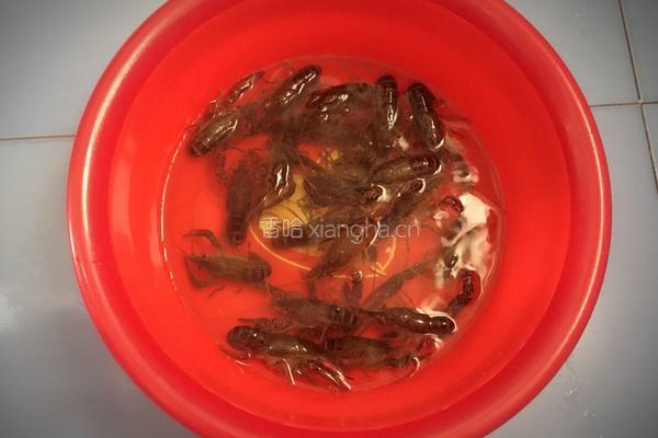 花式麻辣小龙虾的做法图解1