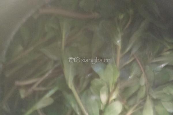 马齿苋炒柴鸡蛋的做法图解2