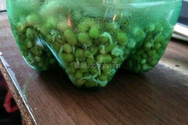 自发绿豆芽的做法图解3