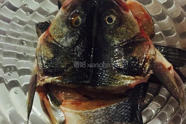 家常红烧鱼的做法图解1