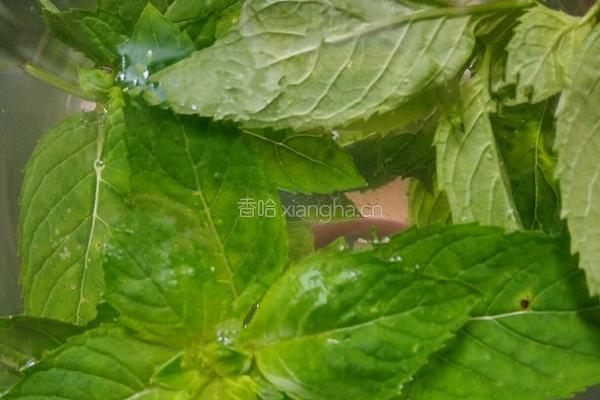 酸奶盆栽的做法图解5