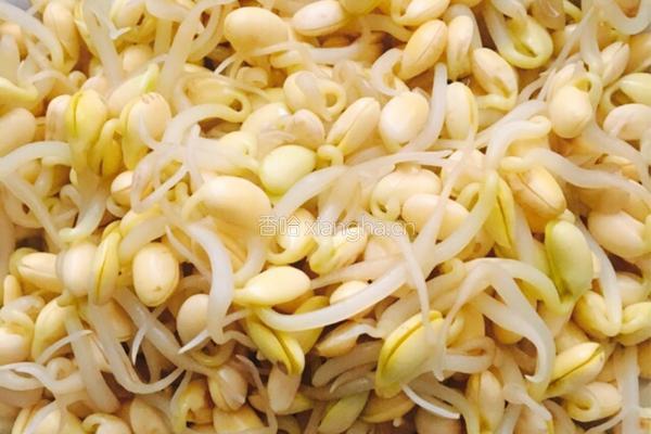 凉调黄豆芽的做法图解2