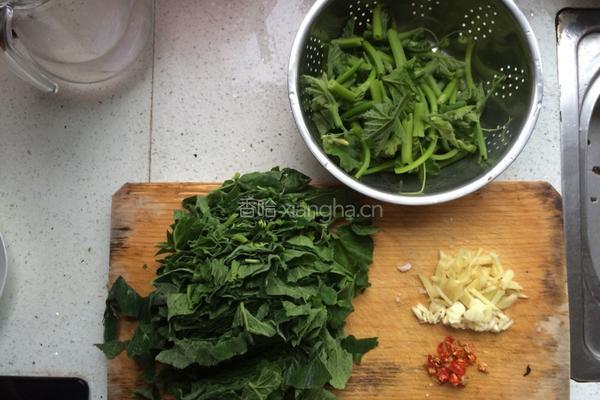 清炒南瓜叶的做法图解1