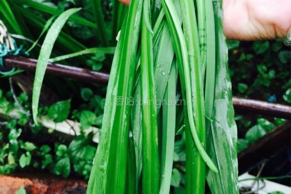 蒸金针菇的做法图解3