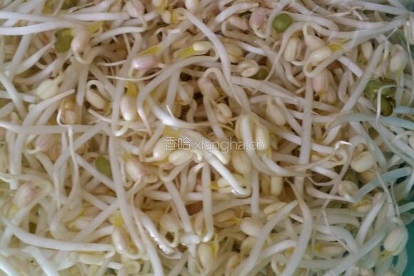 绿豆芽的做法图解2