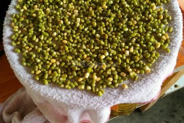 自己种的绿豆牙菜的做法图解2