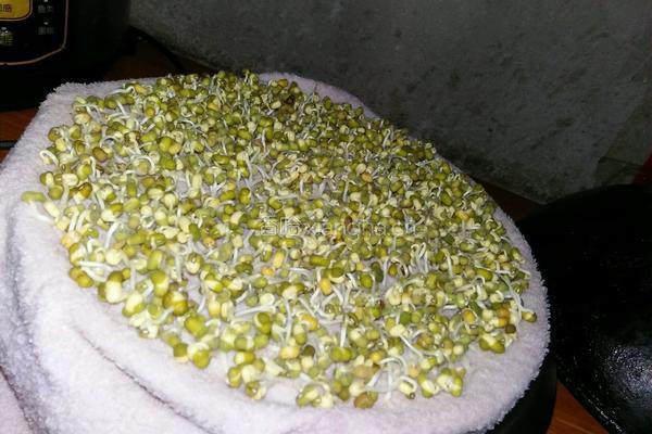 自己种的绿豆牙菜的做法图解4