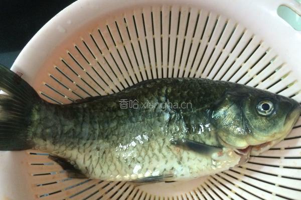 鲫鱼菌菇汤的做法图解1