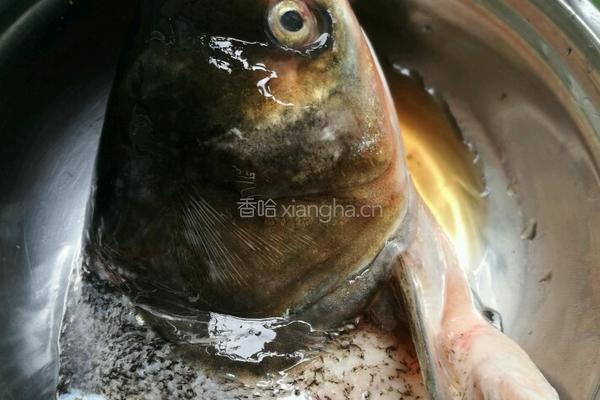 鱼头豆腐汤的做法图解1